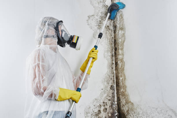 Best HVAC Mold Remediation in Harlowton, MT