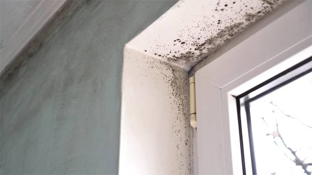 Best Commercial Mold Remediation in Harlowton, MT