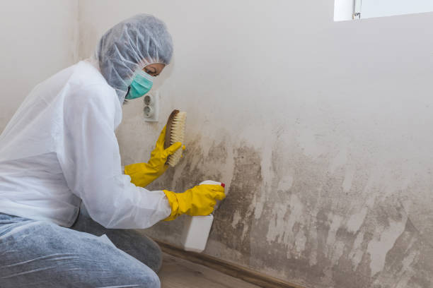 Best Residential Mold Remediation in Harlowton, MT