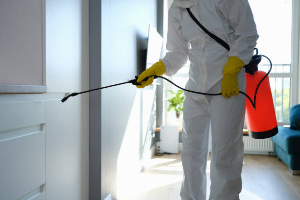 Best Black Mold Remediation in Harlowton, MT