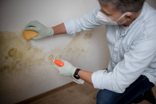 Best Residential Mold Remediation in Harlowton, MT