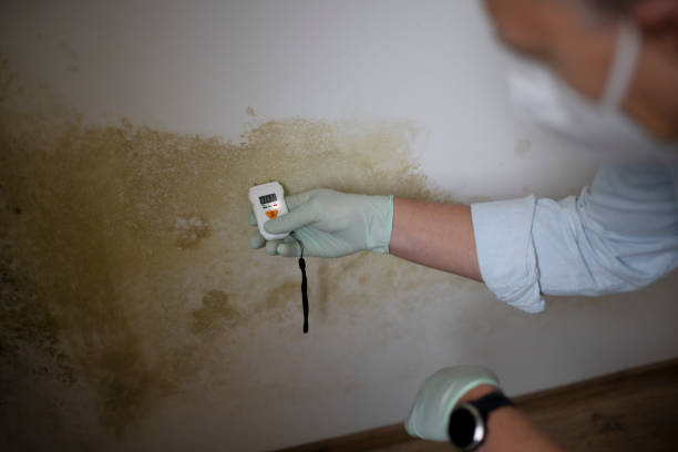 Trusted Harlowton, MT Mold Remediation Experts