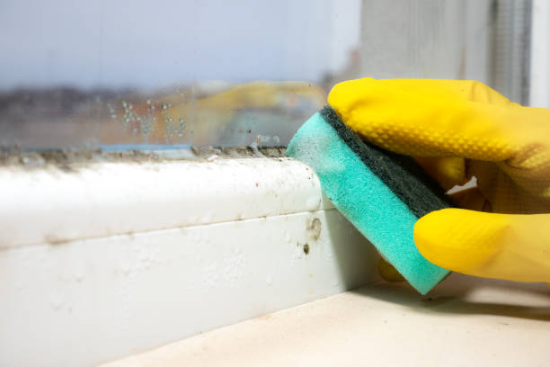 Best Mold Remediation for Specific Building Types in Harlowton, MT