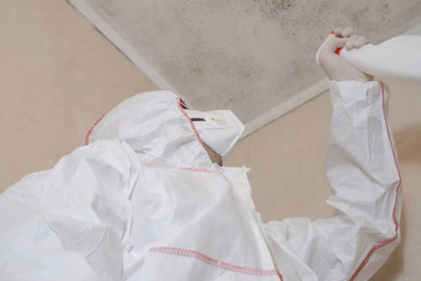 Best DIY Mold Remediation Support Services in Harlowton, MT