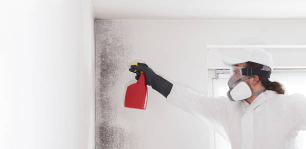 Best Mold Remediation for Specific Building Types in Harlowton, MT