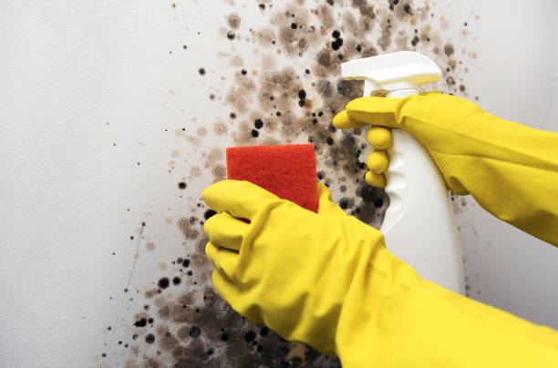 Best Emergency Mold Remediation in Harlowton, MT