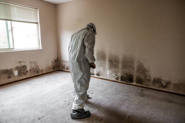 Best Basement Mold Remediation in Harlowton, MT