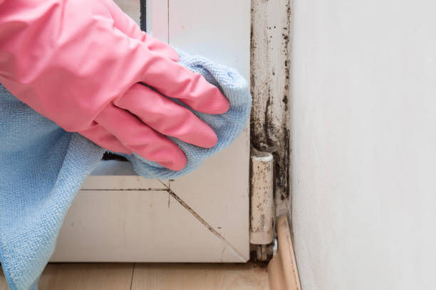 Best Commercial Mold Remediation in Harlowton, MT